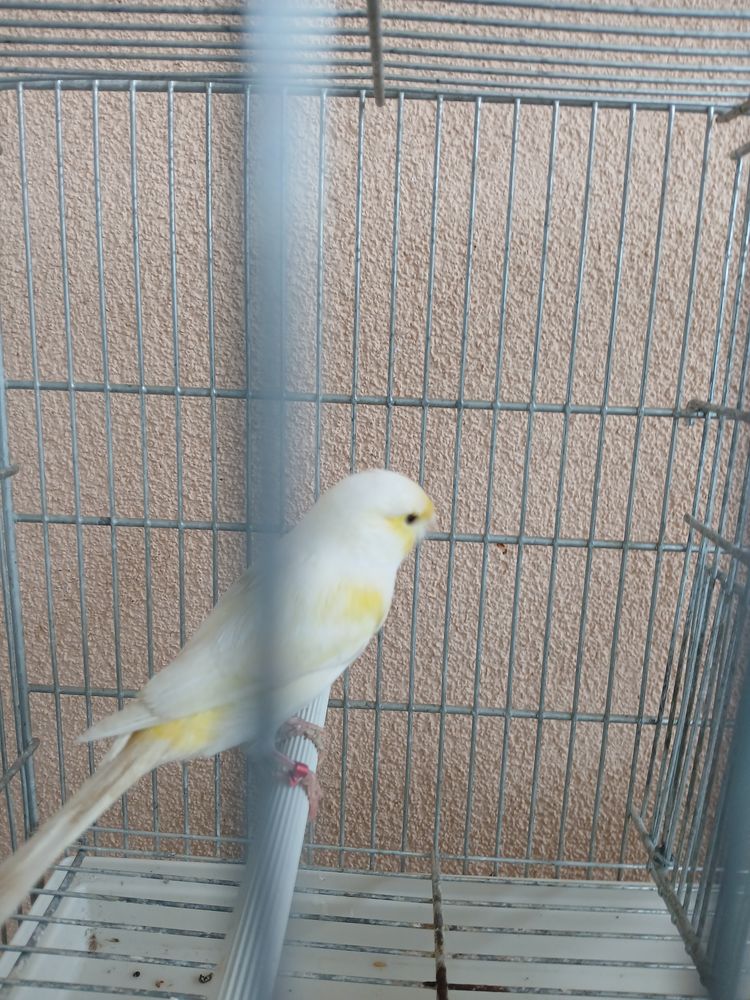 Canaris mosa&iuml;que jaune 80 26100 Romans-sur-is�re