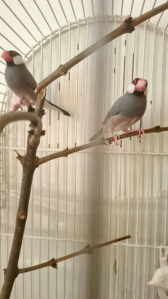 Jeunes Paddas de Java non eam 18 75015 Paris