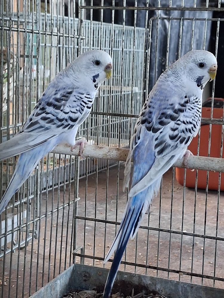 Perruches ondul&eacute;es 10 44320 Saint-p�re-en-retz