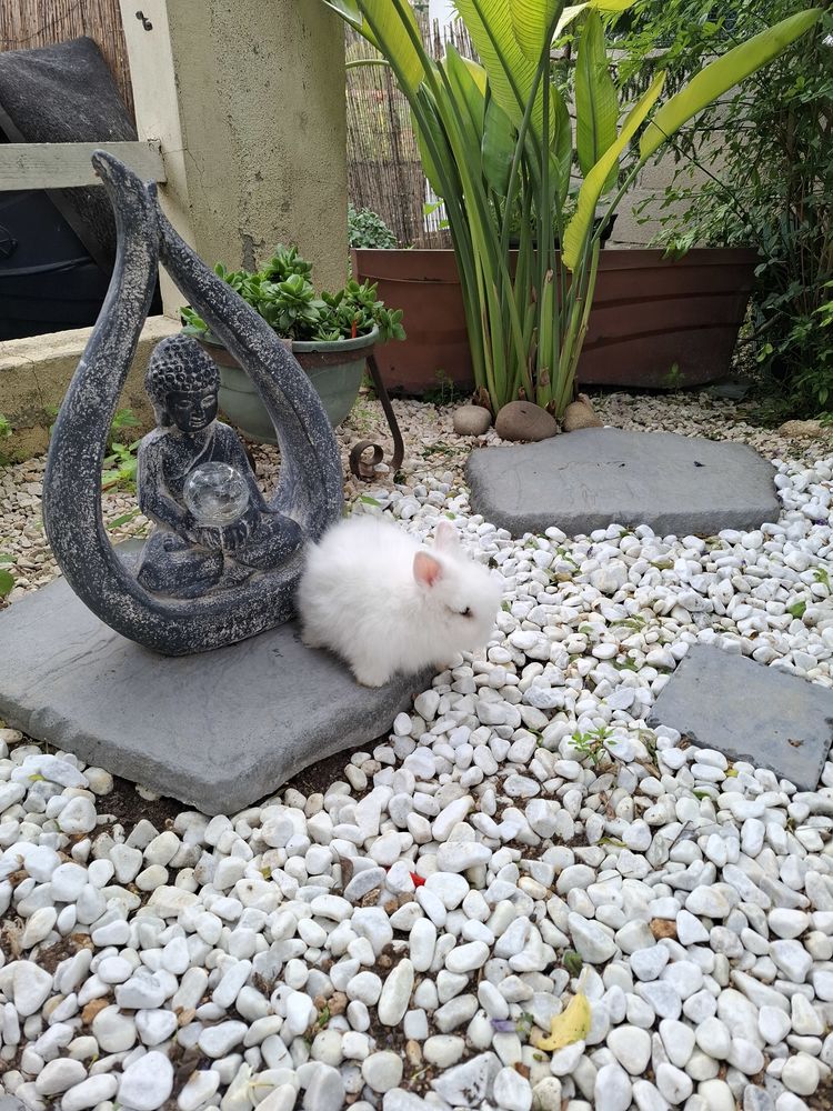  Lapin Teddy Angora blanc aux yeux bleus  50 83200 Le revest-les-eaux