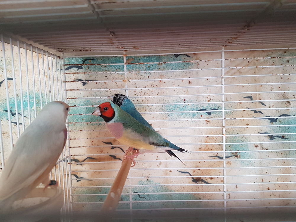   Oiseaux exotiques Diamants goulds 50 88500 Bazoilles-et-m�nil