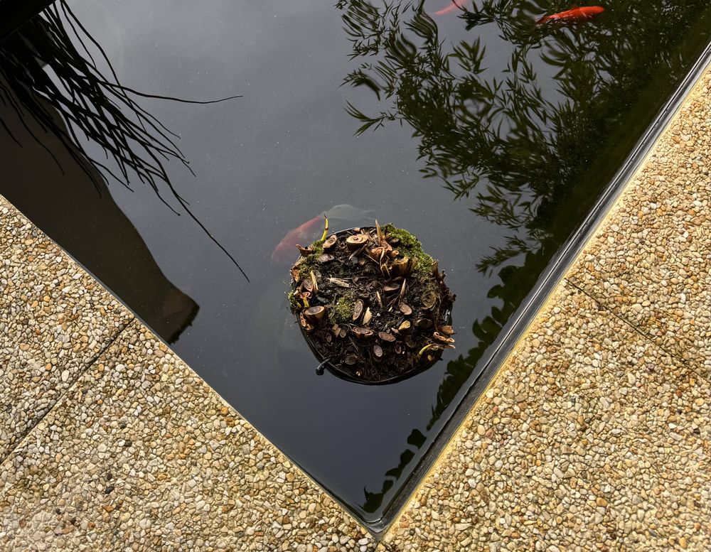 Poissons com&egrave;tes (noirs) de bassin 0 95770 Montreuil-sur-epte