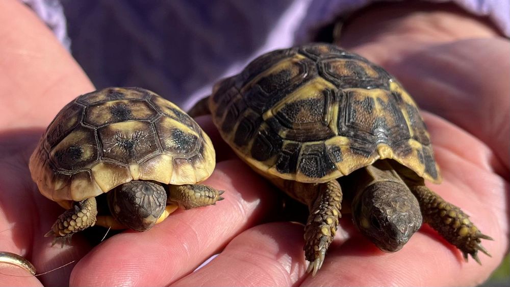 Tortues de terre 40 83200 Toulon