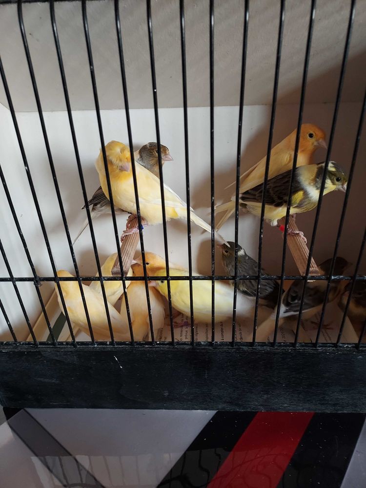 Canaris+chanteurs+et+reproducteurs 30 14230 La cambe