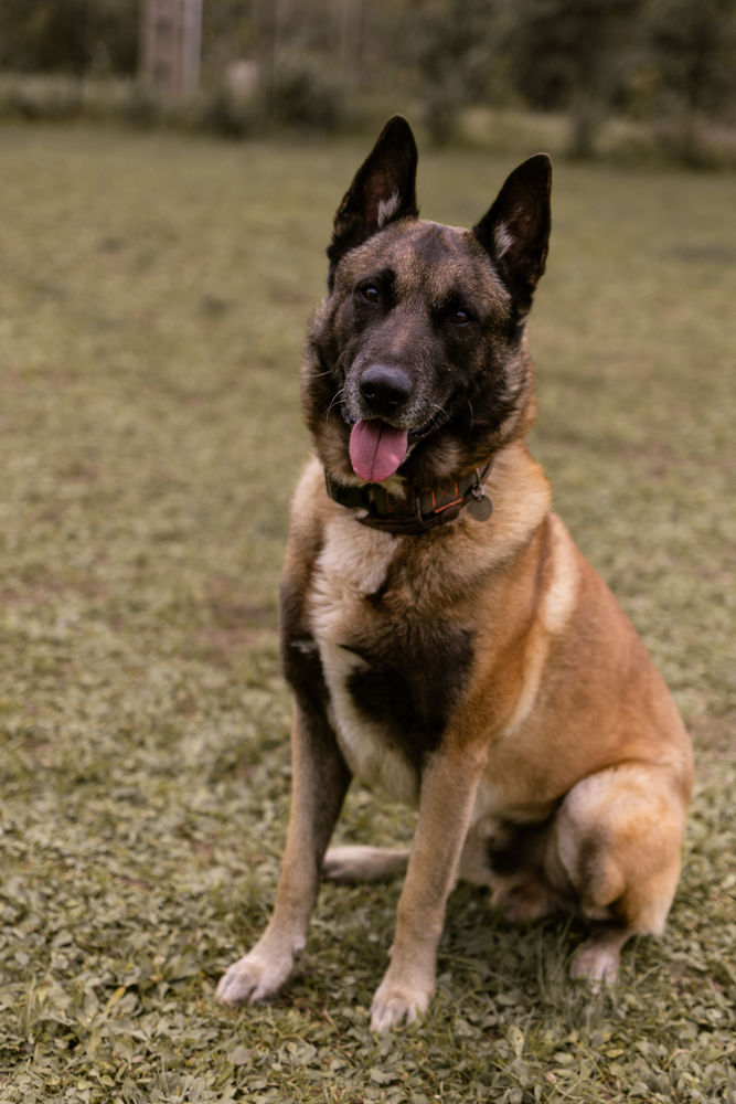 Lucky, malinois m&acirc;le, 10 ans, Montauban (82) 0 82000 Montauban