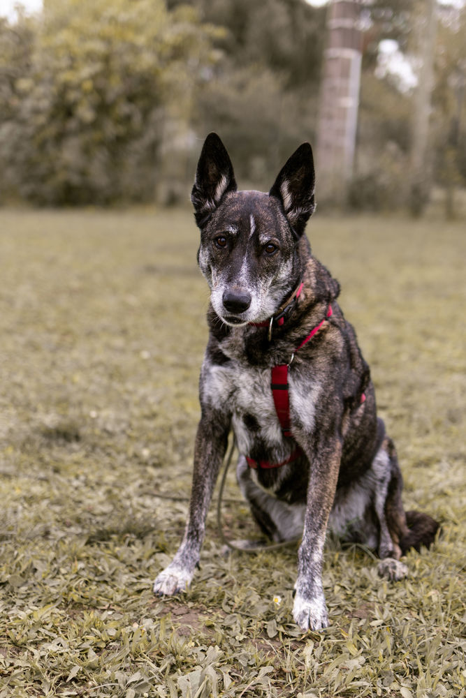 Nina, malinois, femelle, 9 ans 0 82000 Montauban