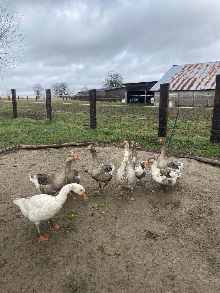 8 oies adultes 50 27450 Saint-georges-du-vi�vre