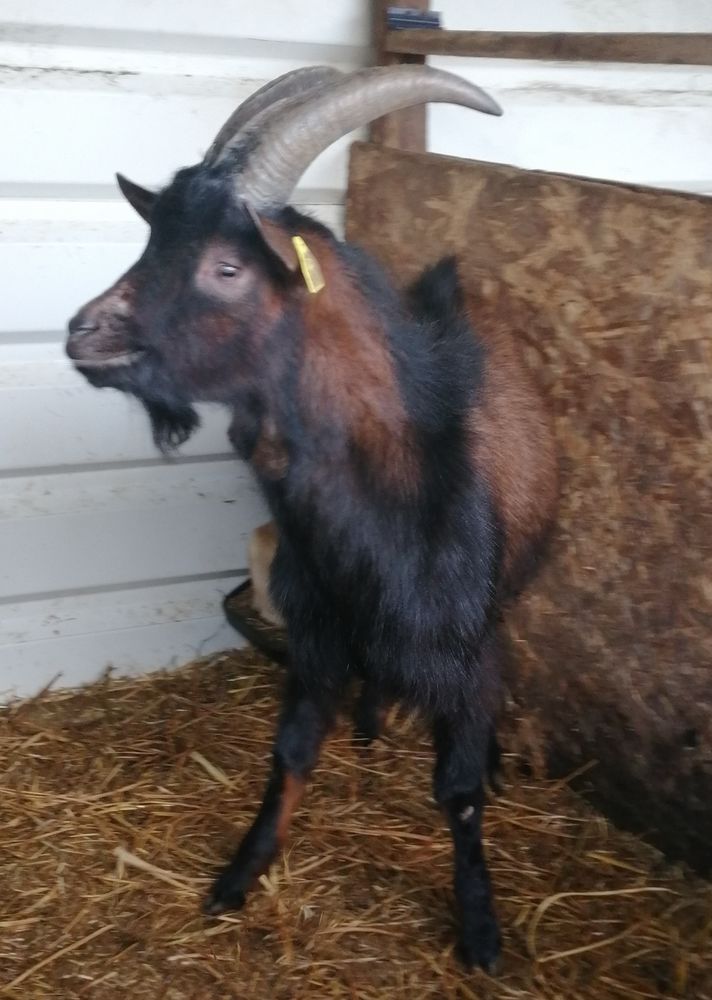 Jeune Bouc Alpin 70 79800 Pamproux