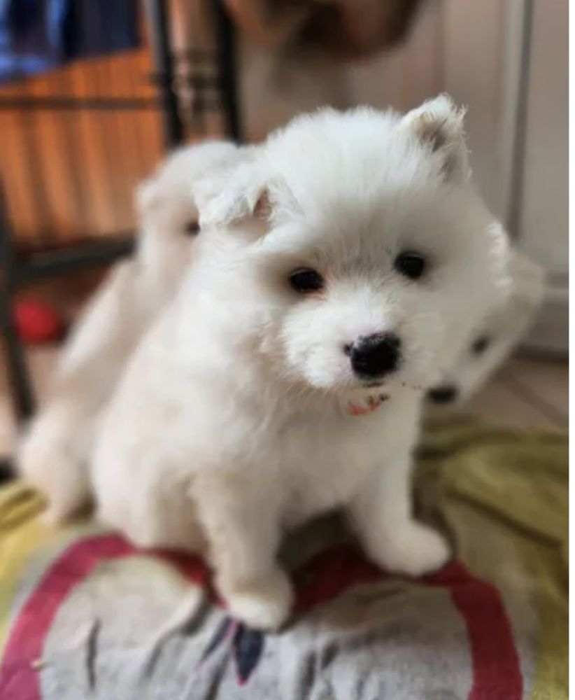 Samoy&egrave;de 0 62190 Lillers