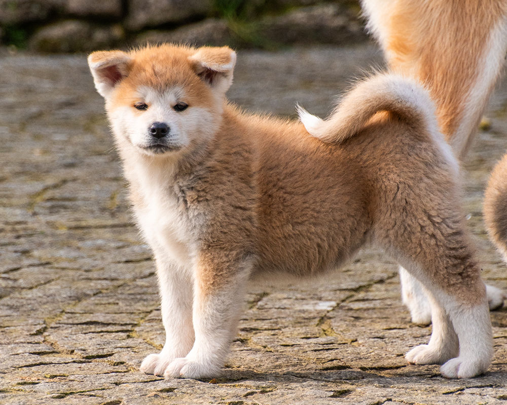 Chiots femelles Akita inu LOF 2 mois 1200 14400 Bayeux