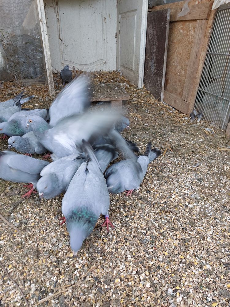  pigeons bleue de Gascogne 10 22600 La motte