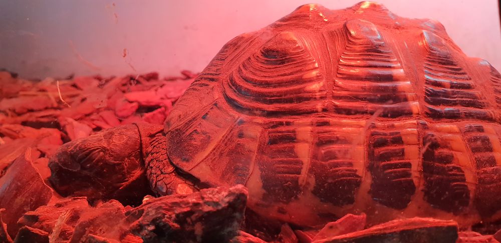 RECHERCHE TORTUES FEMELLES A ACHETER 0 31700 Blagnac