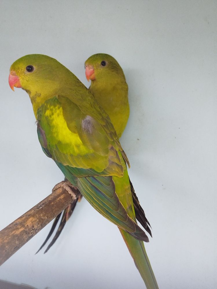 Melanure 150 34290 Valros