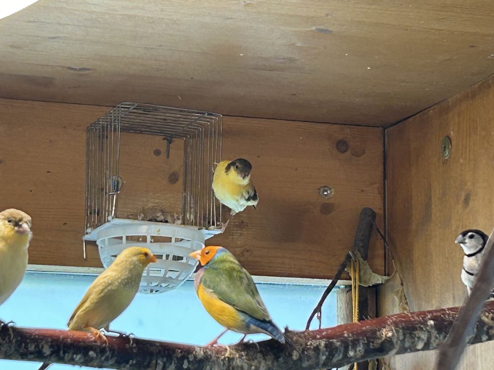 diamants ruficauda m&acirc;les et femelles 10 69250 Curis-au-mont-d'or