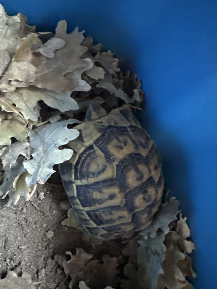 Tortue de terre 50 84500 Boll�ne