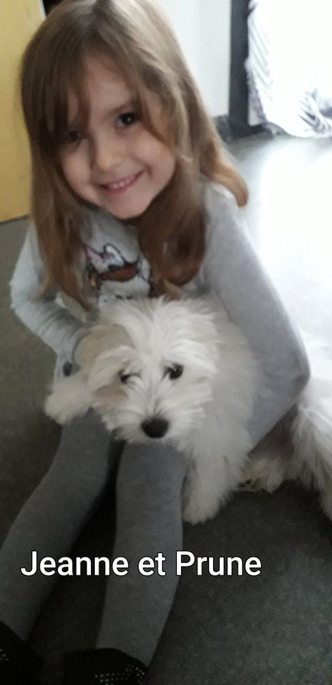 SAILLIE d'un bichon fris&eacute;
0 40180 Tercis-les-bains