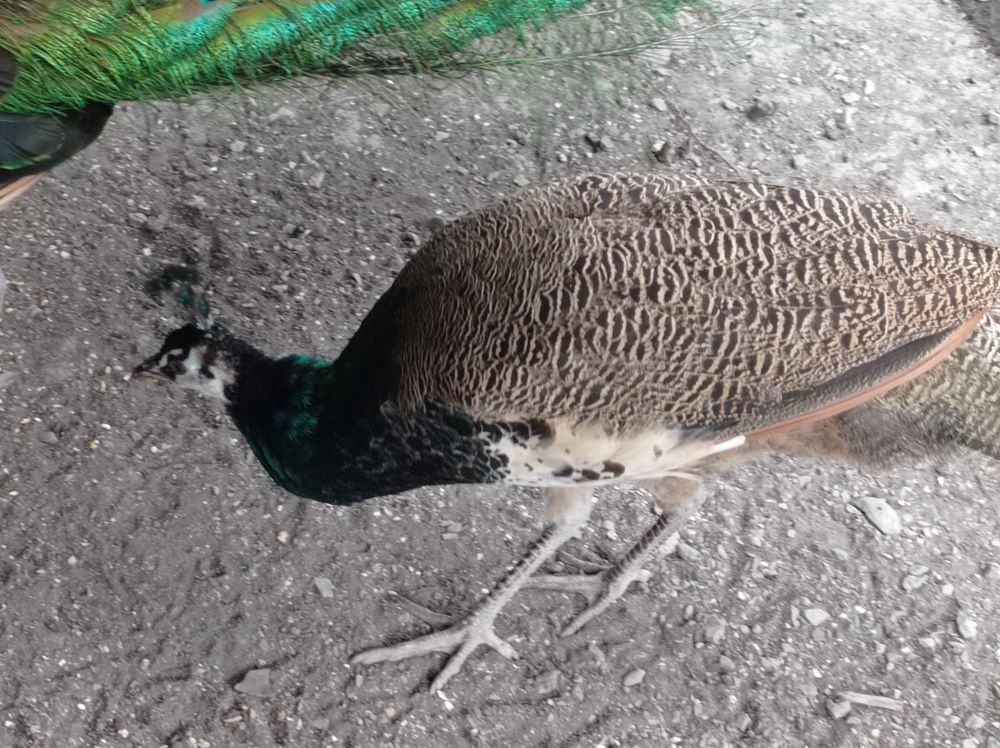 PAON m&acirc;le de l'ann&eacute;e 60 04400 Saint-pons