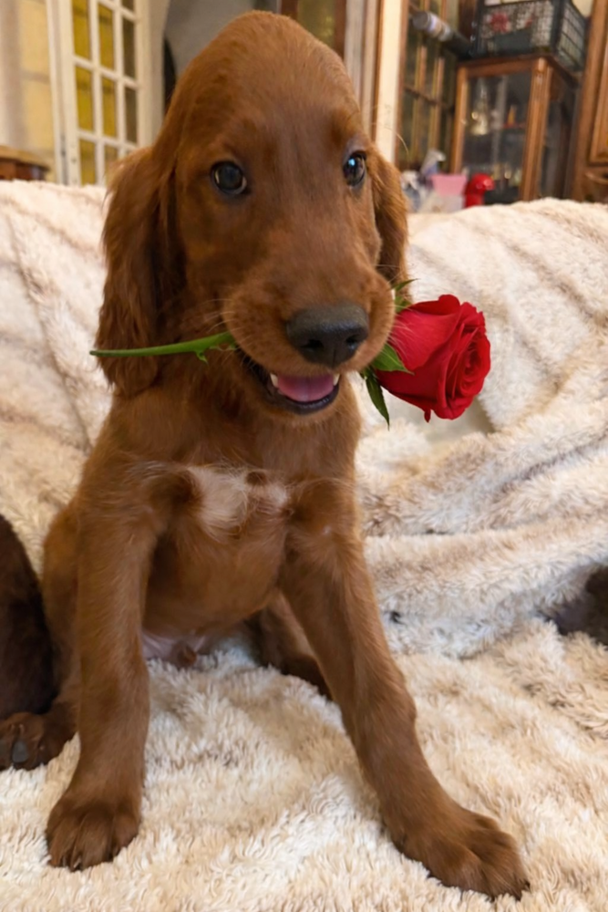 Chiots Setter irlandais LOF 1200 03630 D�sertines