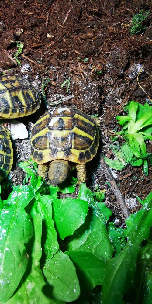 tortues n&eacute;es &eacute;t&eacute; 2025 90 94290 Villeneuve-le-roi