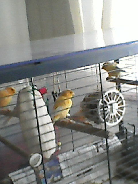 m&acirc;les siffleurs 15 56150 Baud