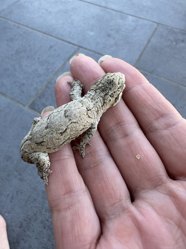 Gecko g&eacute;ant de Nouvelle-Cal&eacute;donie nuu ami 350 71100 Chalon-sur-sa�ne