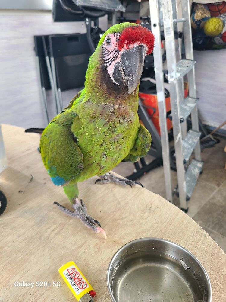 Perroquet Ara militaire EAM
1800 93240 Stains