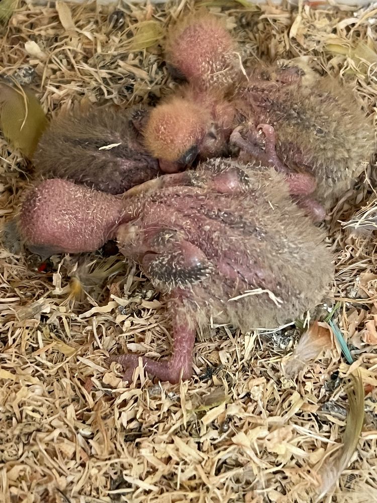 Ins&eacute;parables Rosecolis eam 80 82200 Moissac