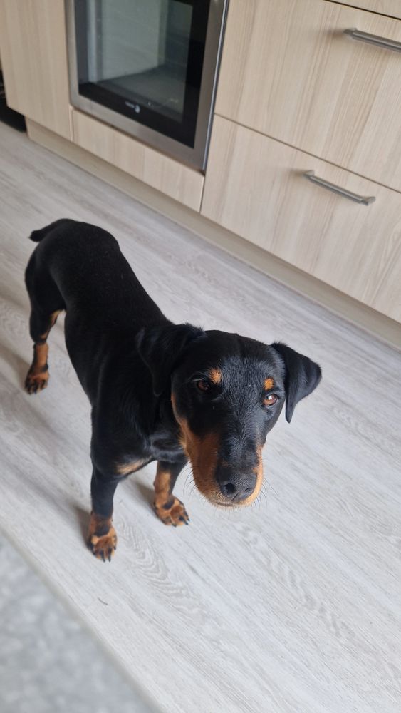 Saillie m&acirc;le terrier de chasse allemand 500 36110 Vineuil