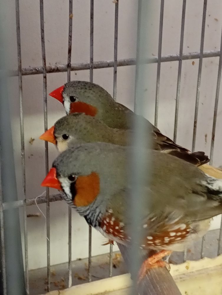 Oiseaux mandarins 12 64230 Mazerolles