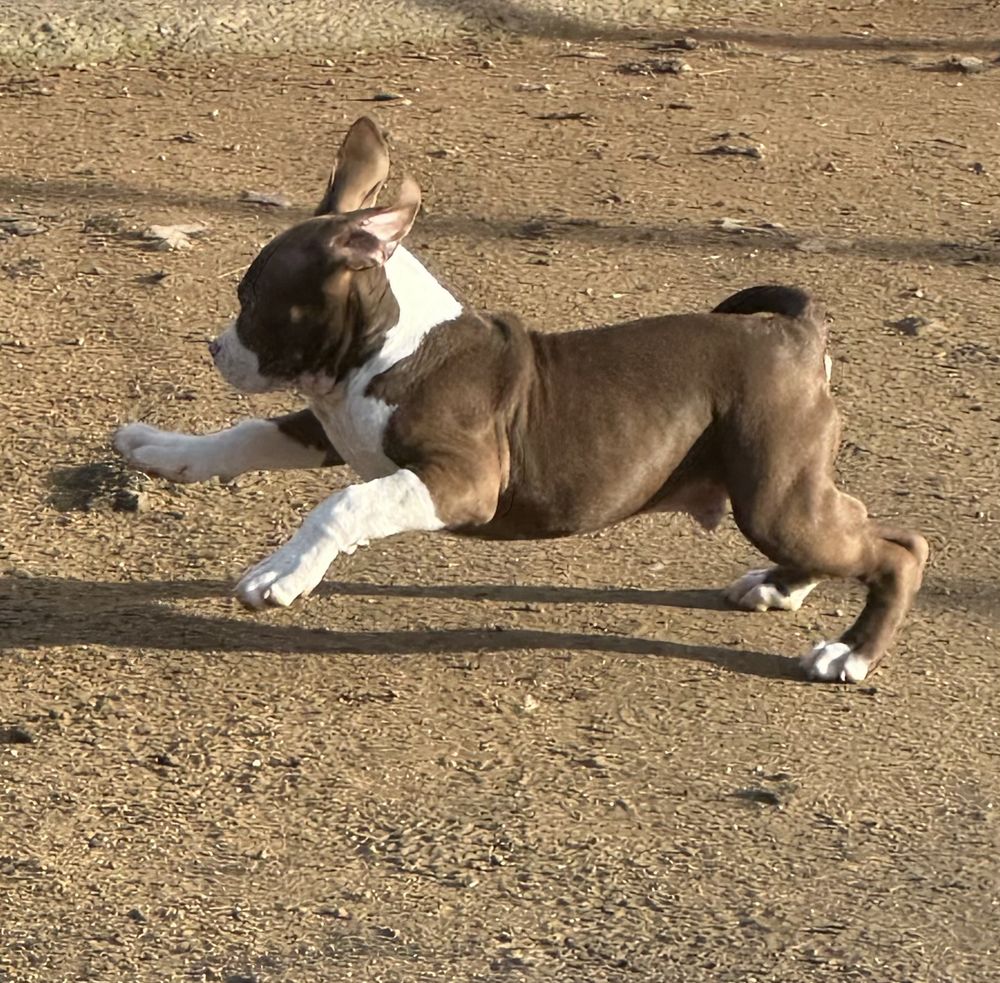 American bully XL 850 03250 Ch�tel-montagne