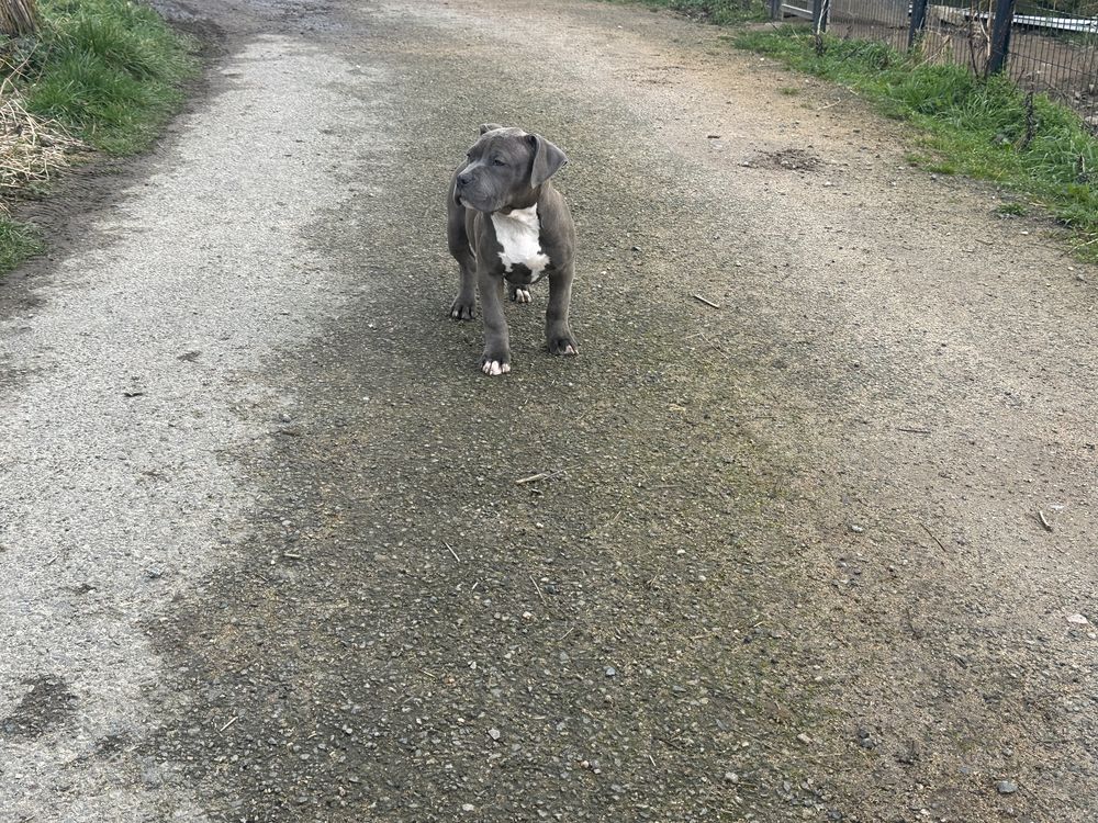 American bully xl 850 03250 Ch�tel-montagne