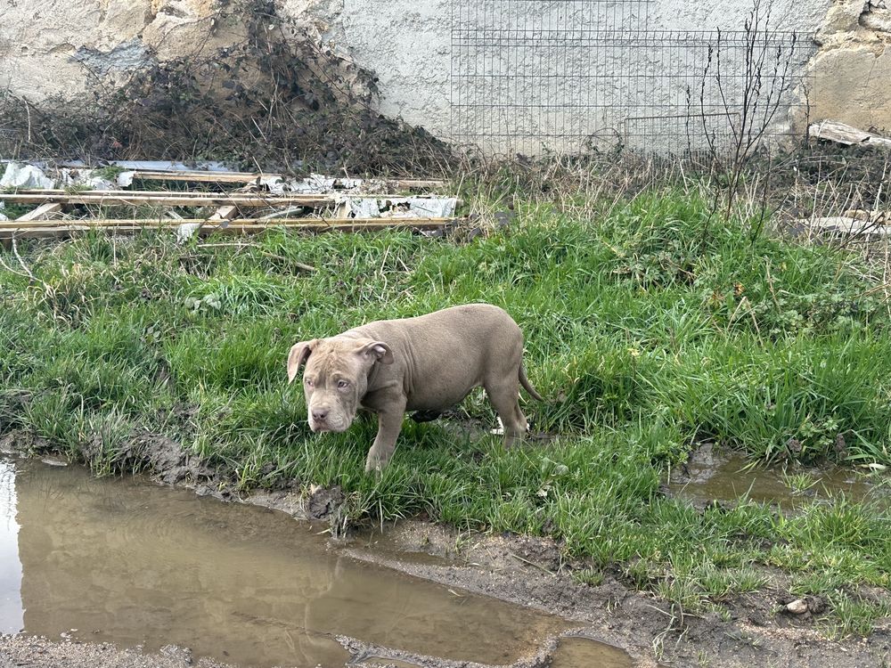 American bully XL 850 03250 Ch�tel-montagne