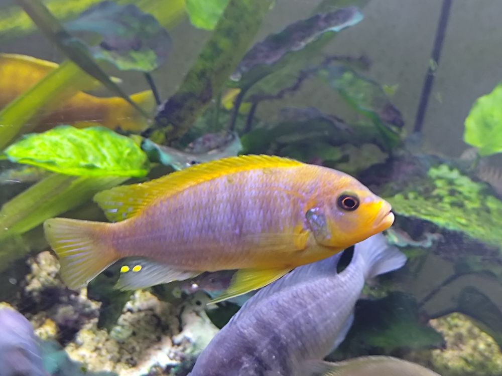 Pseudo aurora 80 24750 Boulazac