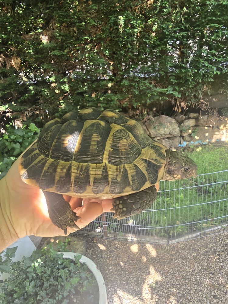 Tortues  10  et 25 ans 200 69290 Craponne