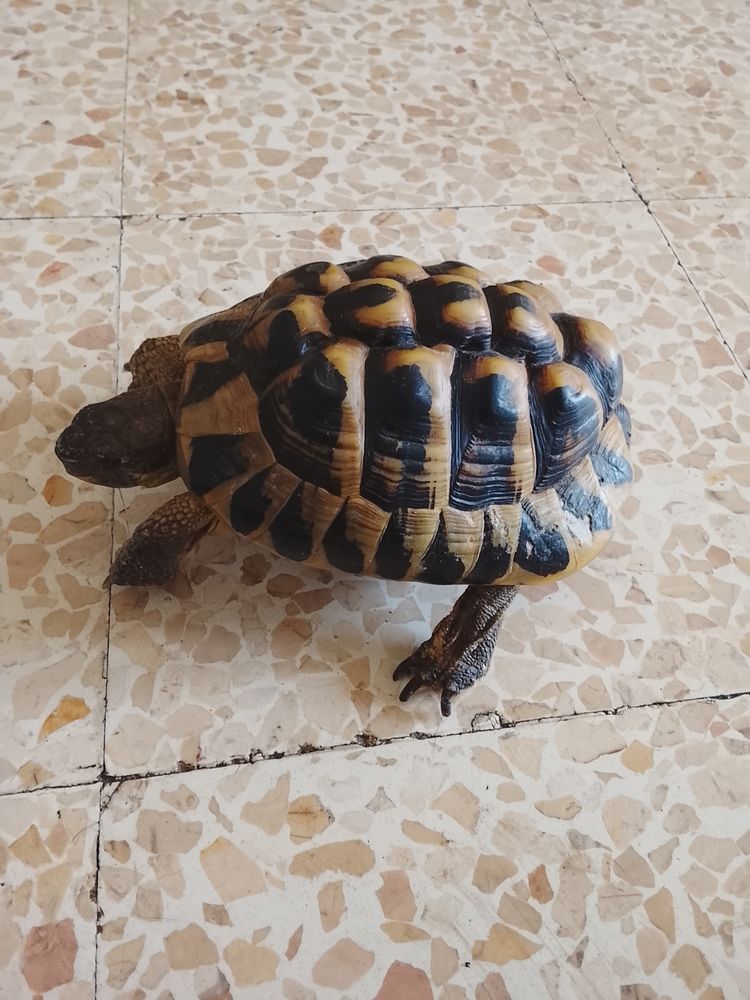 Tortue de terre male 150 