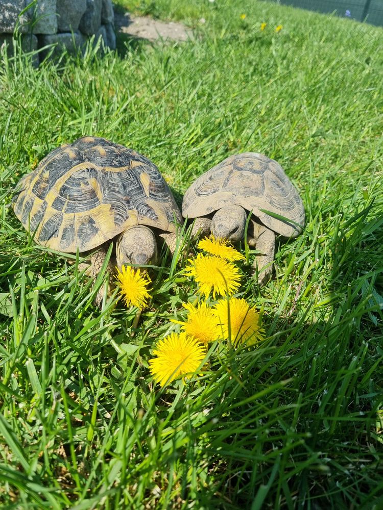 Recueille tortue de terre 0 62160 Bully-les-mines
