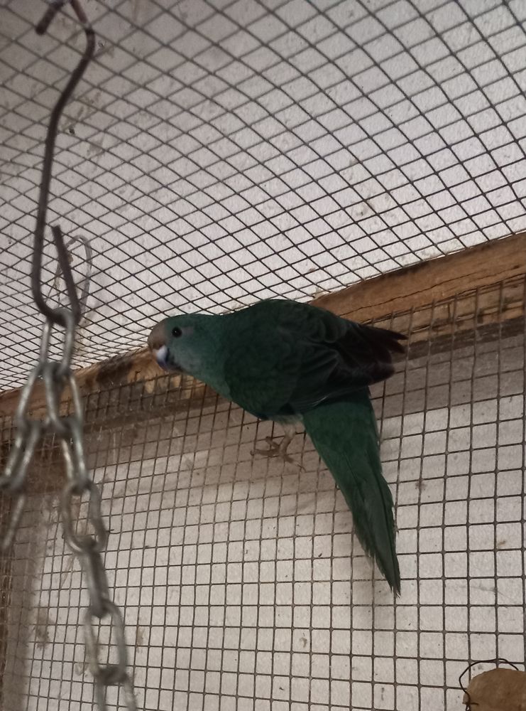 Oiseaux Kakariki bleu femelle 50 31460 Caraman