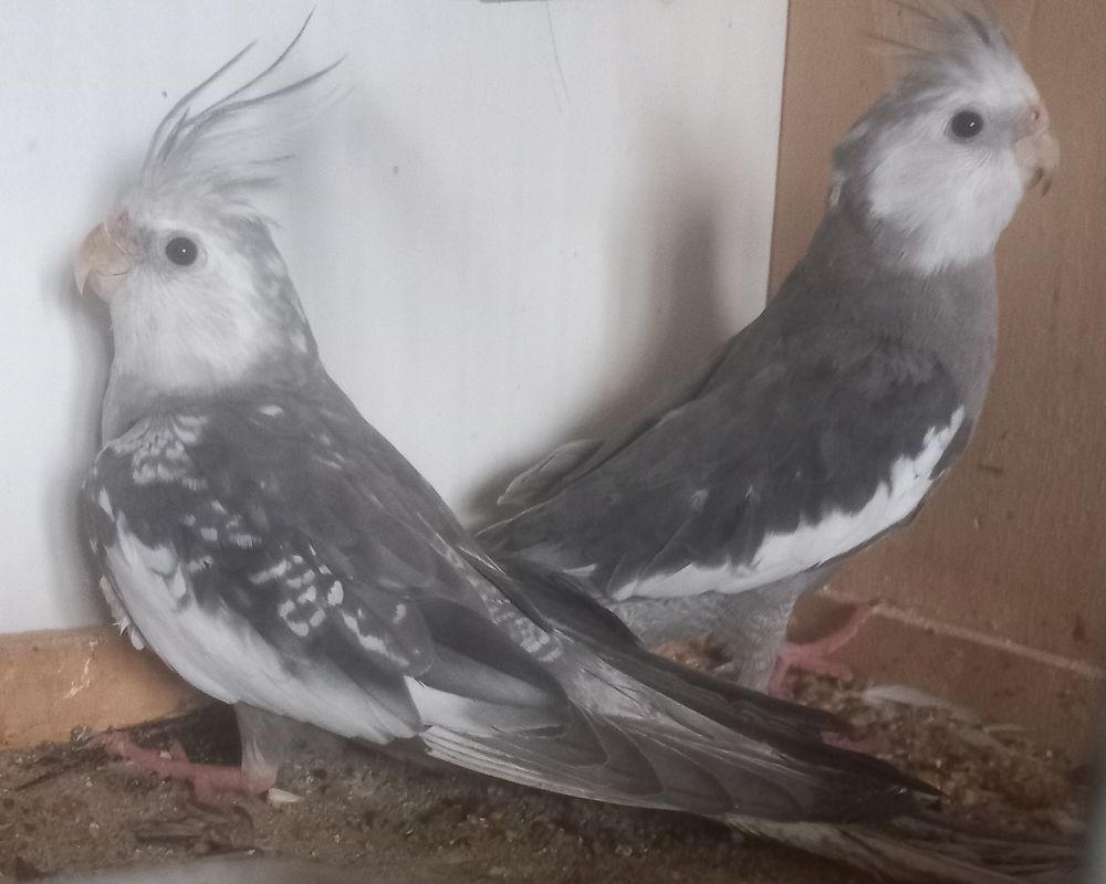 Oiseaux Male calopsitte Mutation. 30 31460 Caraman