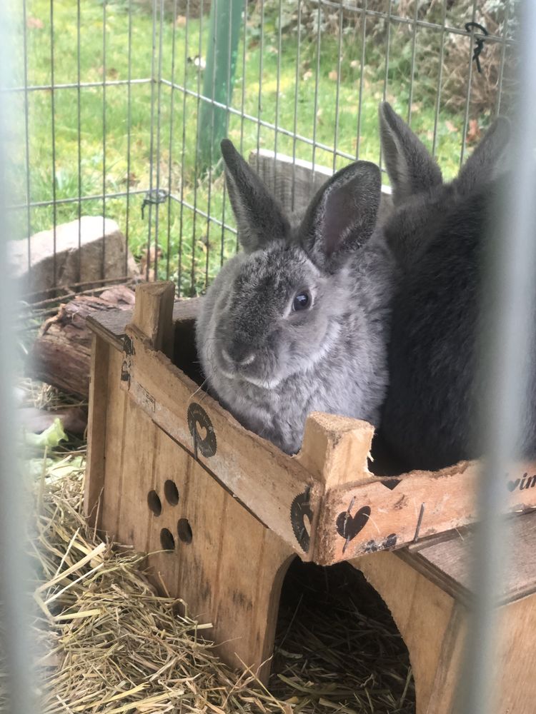 lapins nains de compagnie entre 2 mois et un an . 20 42170 Saint-just-saint-rambert