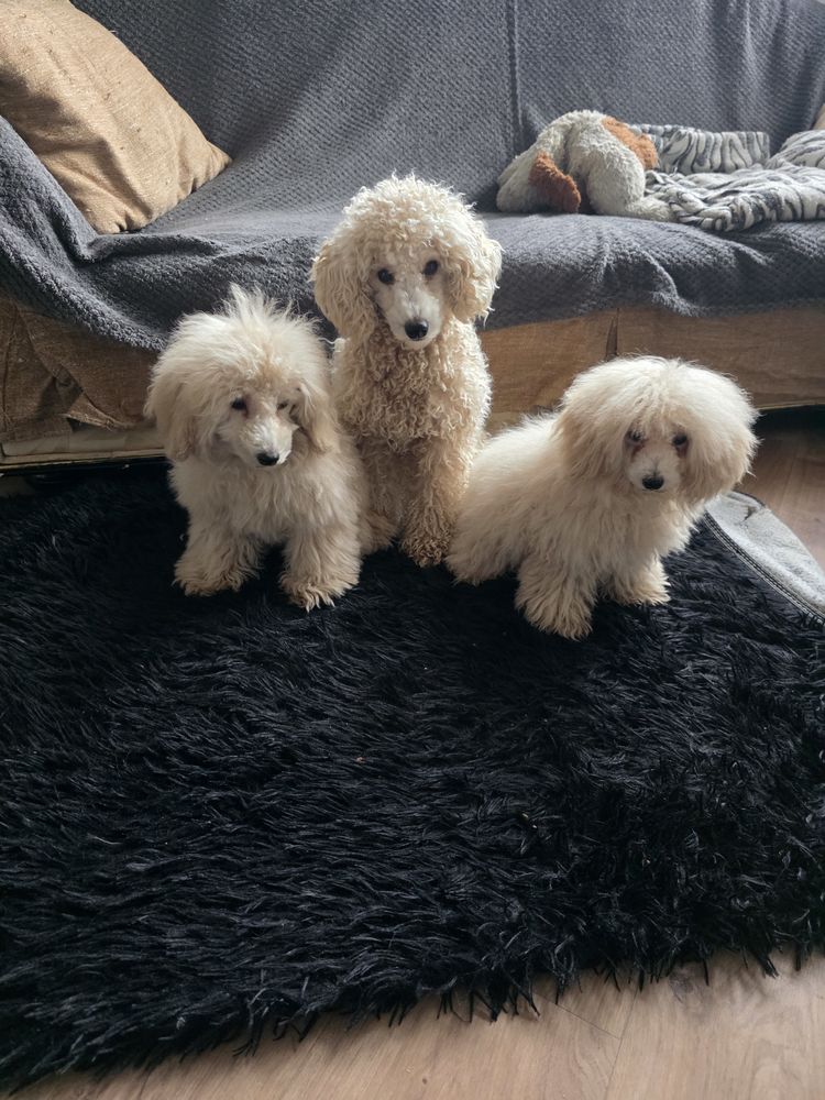 Caniche 500 78500 Sartrouville