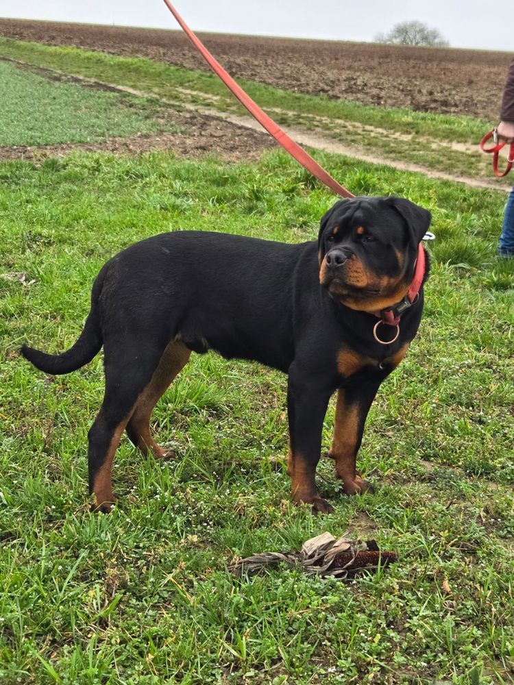 chiots rottweiler LOF 1300 67170 Brumath