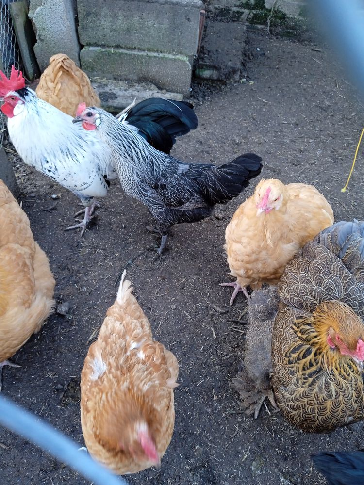 Poules pondeuse 10 62129 Inghem