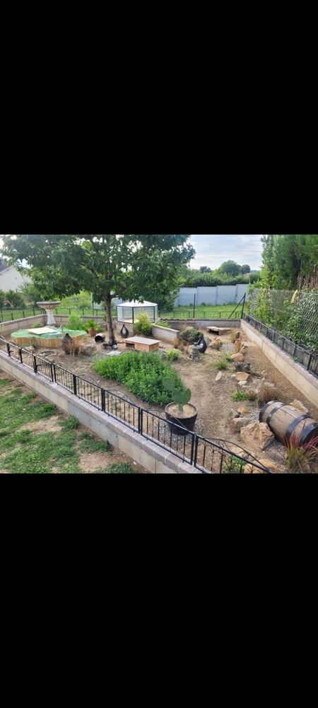 Recherche tortues hermann 0 10160 Aix-en-othe