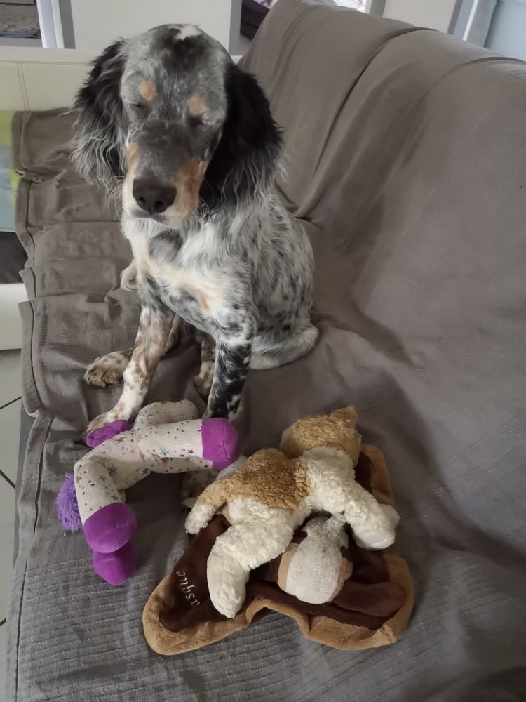 recherche femelle pour saillie 0 38270 Beaurepaire