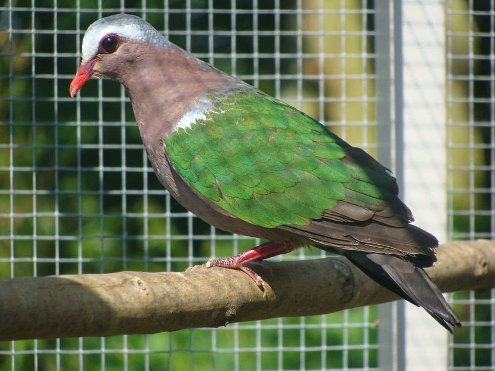 colombes Turvert 50 76260 Melleville