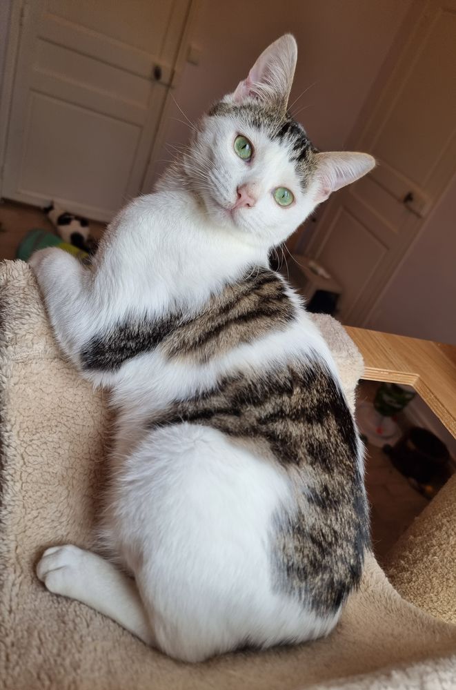 &Agrave; l'adoption jeune chat ou chaton ado de 8 mois st&eacute;rilis&eacute; 0 89520 Saint-sauveur-en-puisaye