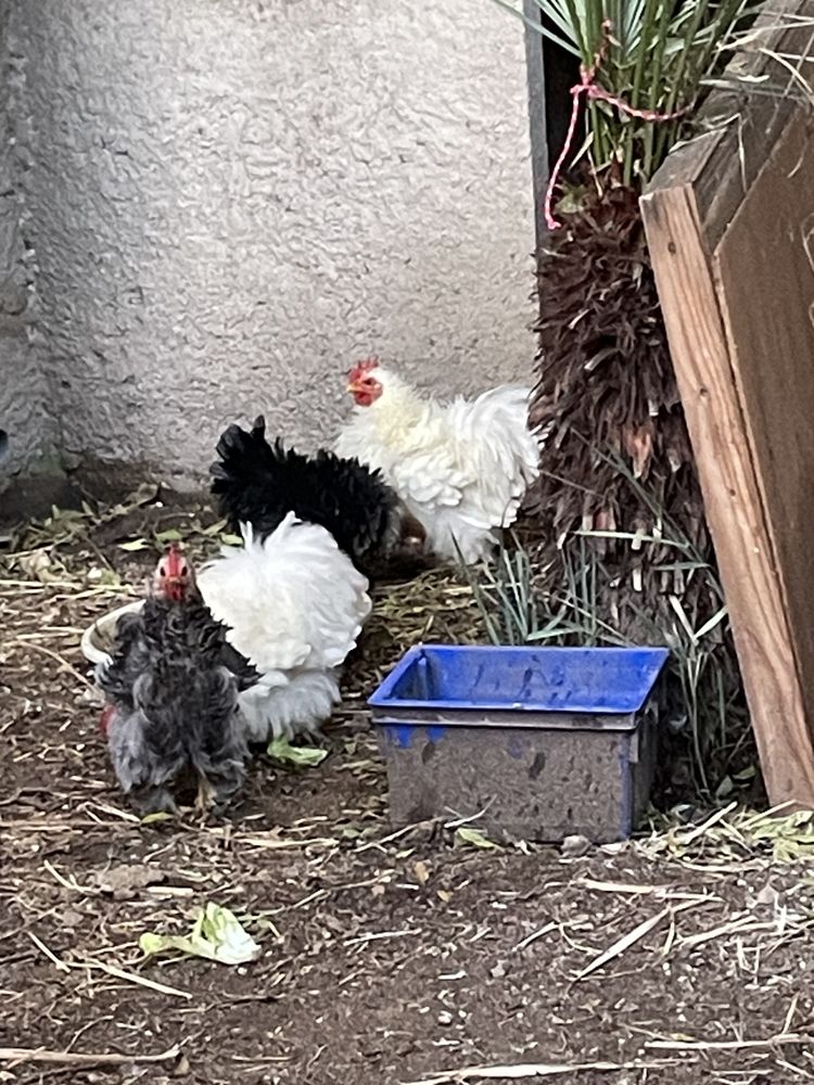 Coq Batnam de Pekin blanc 25 34510 Florensac