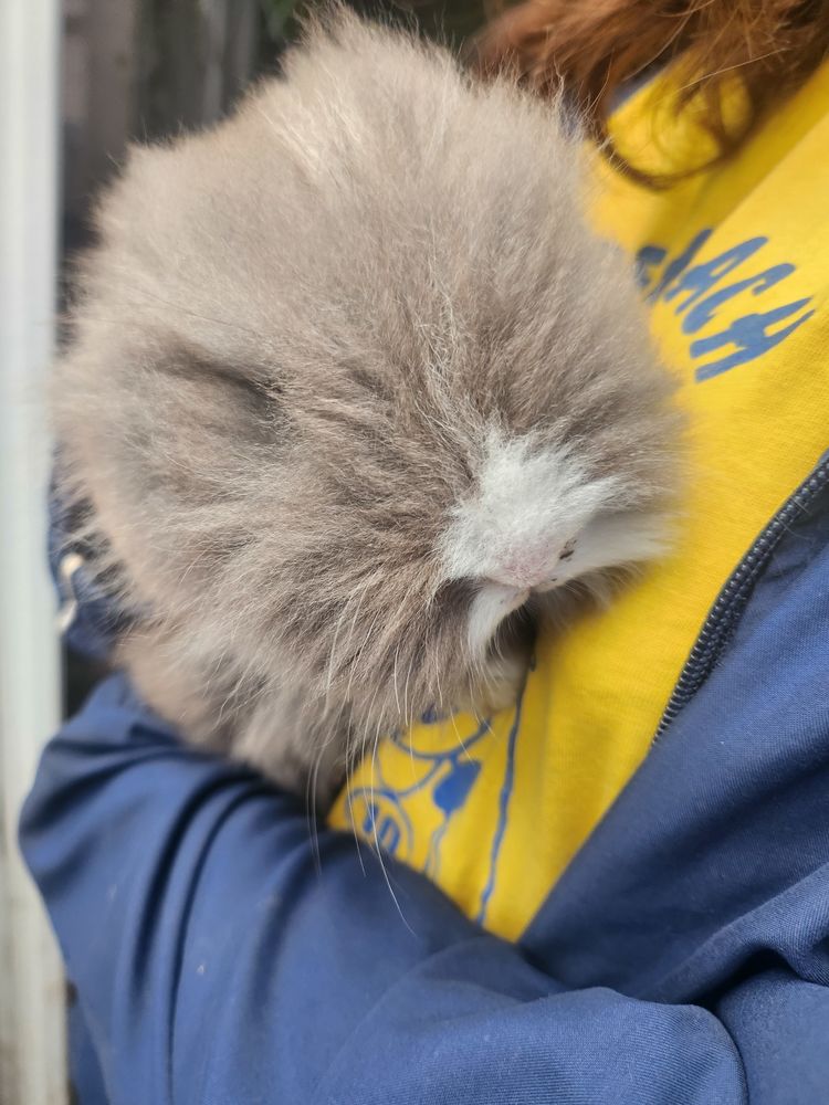 Lapin Angora 60 68560 Hirsingue