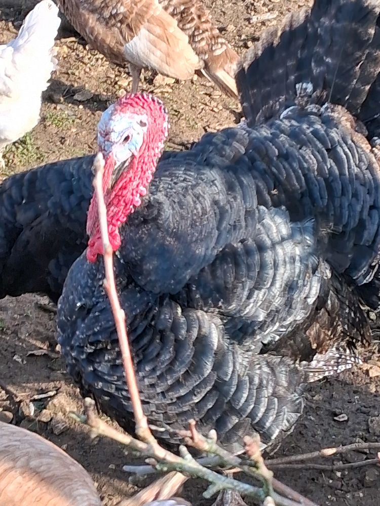 Jolis dindons 50 16700 Ruffec