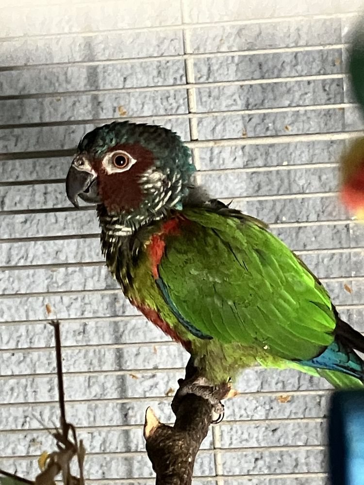 conure Emma m&acirc;le de 5 ans Epp bagu&eacute; 130 41360 Cell�